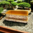 Bonsai Dish & Tray (Carton of 6)