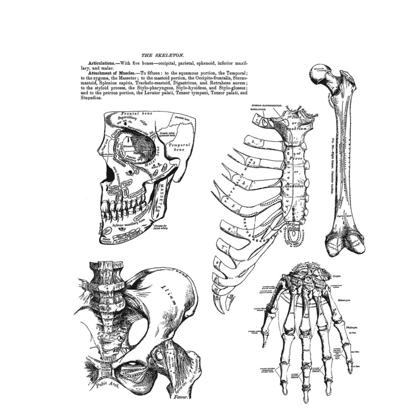 ANATOMY CHART