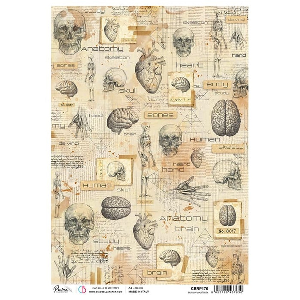 Human Anatomy - Ciao Bella Piuma Rice Paper A4 - Single Sheet